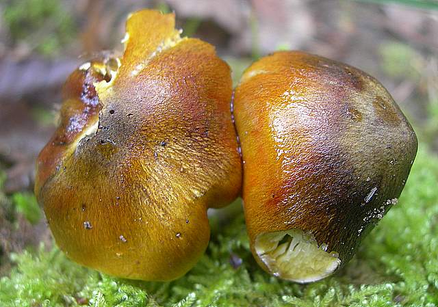 Tricholoma clavocystis